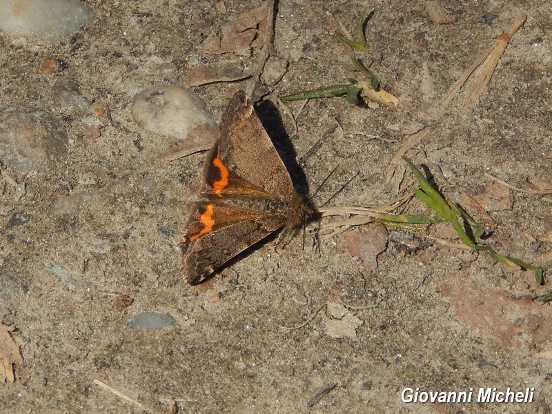 Falena da identificare - Boudinotiana notha